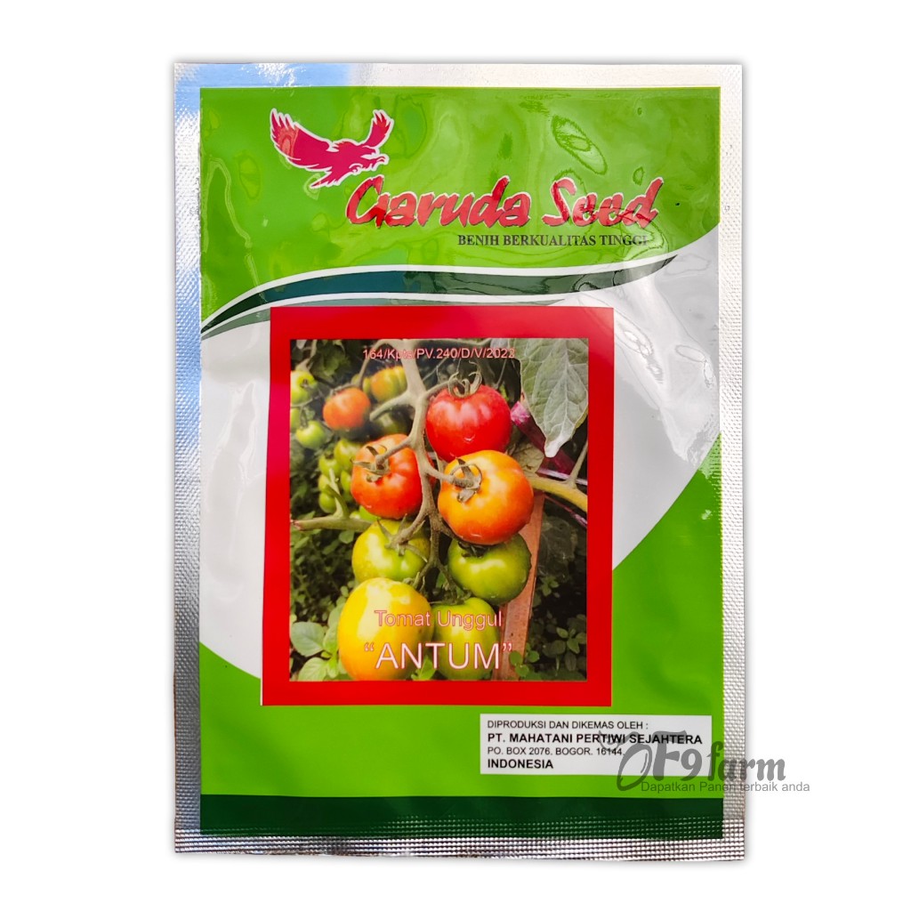 Benih Sayuran Tomat Unggul Antum kemasan 5 gram Garuda Seed