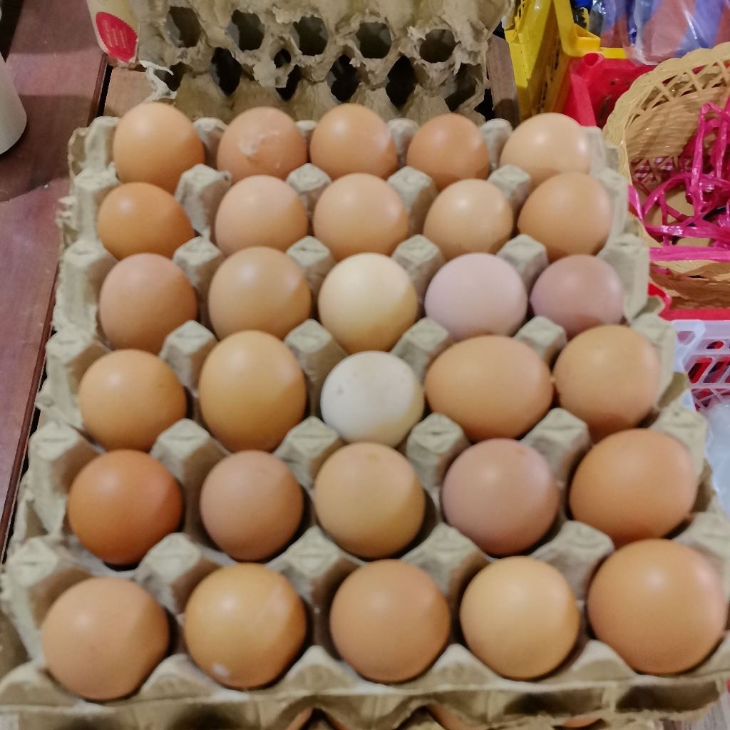 Jual 1 Rak Telur Terlengkap & Harga Terbaru Juli 2026 | Shopee Indonesia
