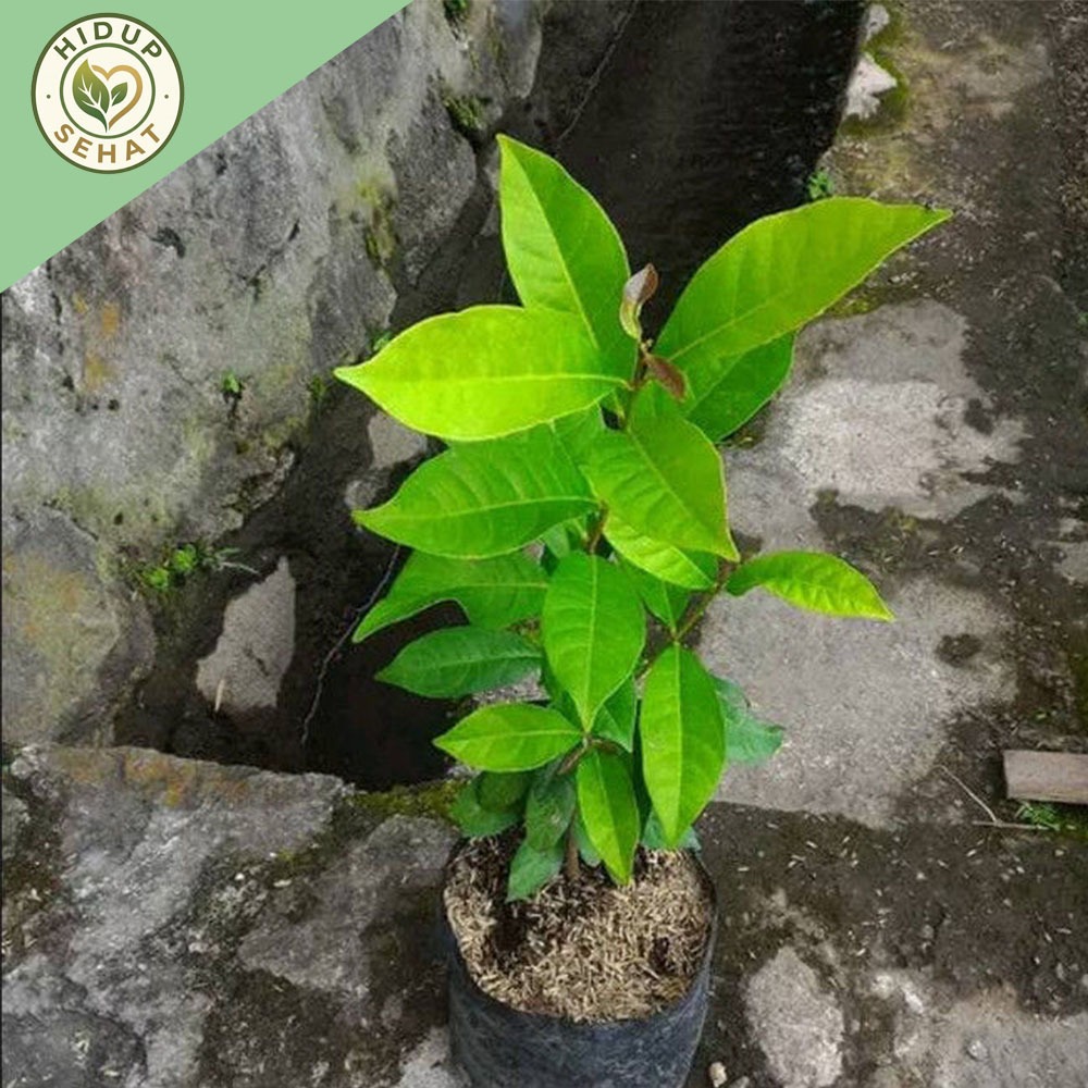 Jual Bibit Tanaman Daun Salam Bibit Salam Bumbu Masak | Shopee Indonesia