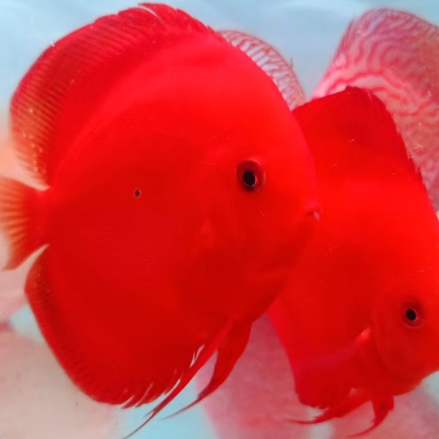 Jual Ikan Discus Terlengkap & Harga Terbaru Juli 2026 | Shopee Indonesia