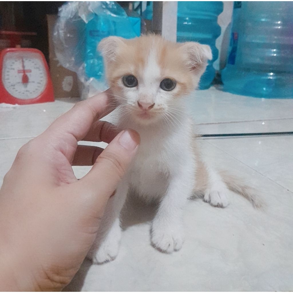 Jual Kitten kucing ras Scootish Fold & Scottish Straigth , Kucing ...