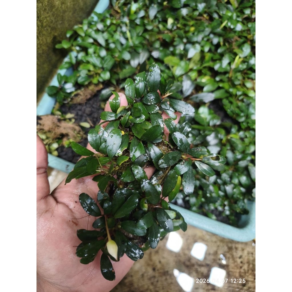 Jual Buce bucephalandra clum medium akar padet tebal dan clum biasa ...