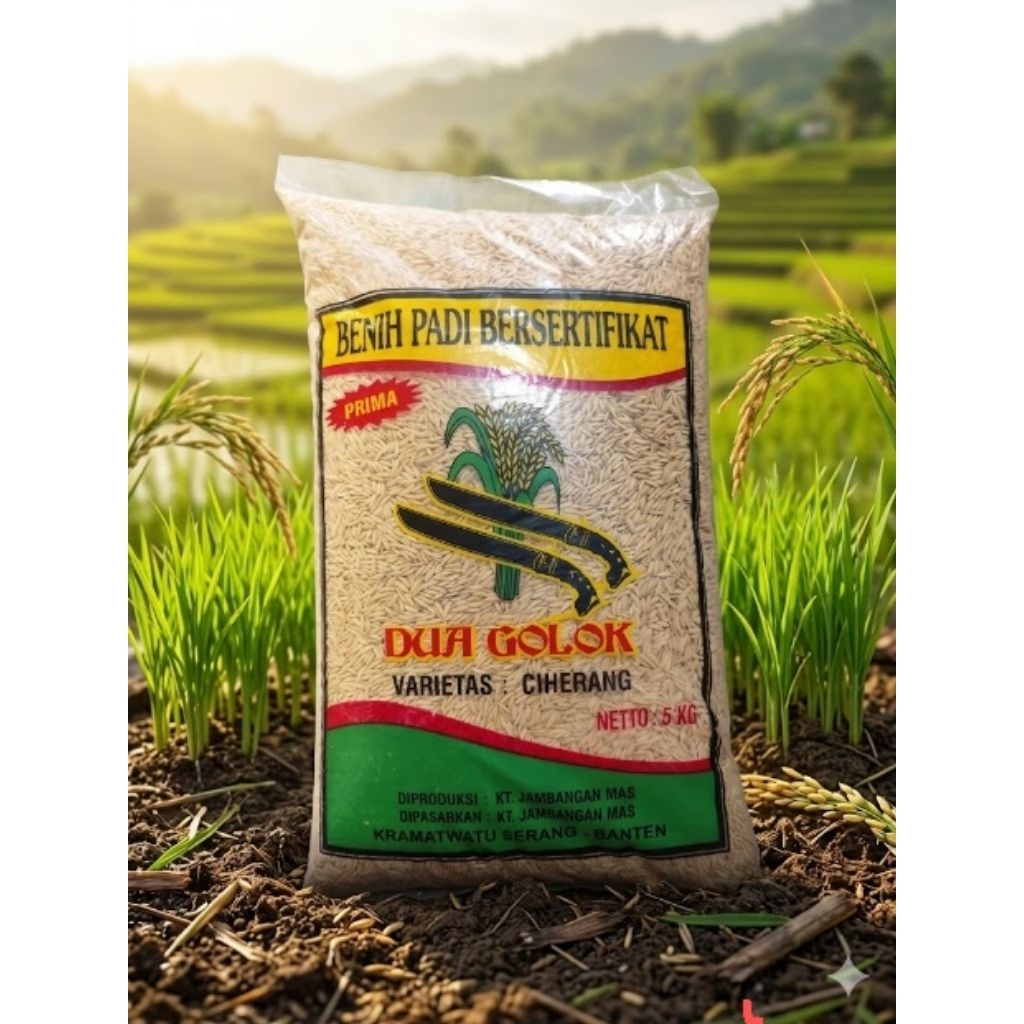 Benih padi DUA GOLOK CIHERANG - 5 kilogram