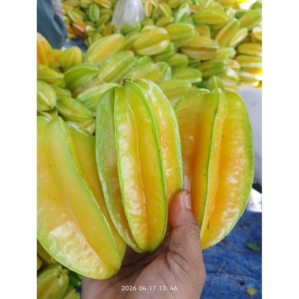 Jual Belimbing Blitar