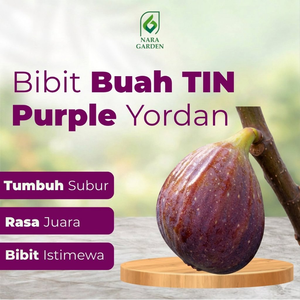 Bibit Buah Buah Tin Purple Yordan Cangkok  Siap Berbuah