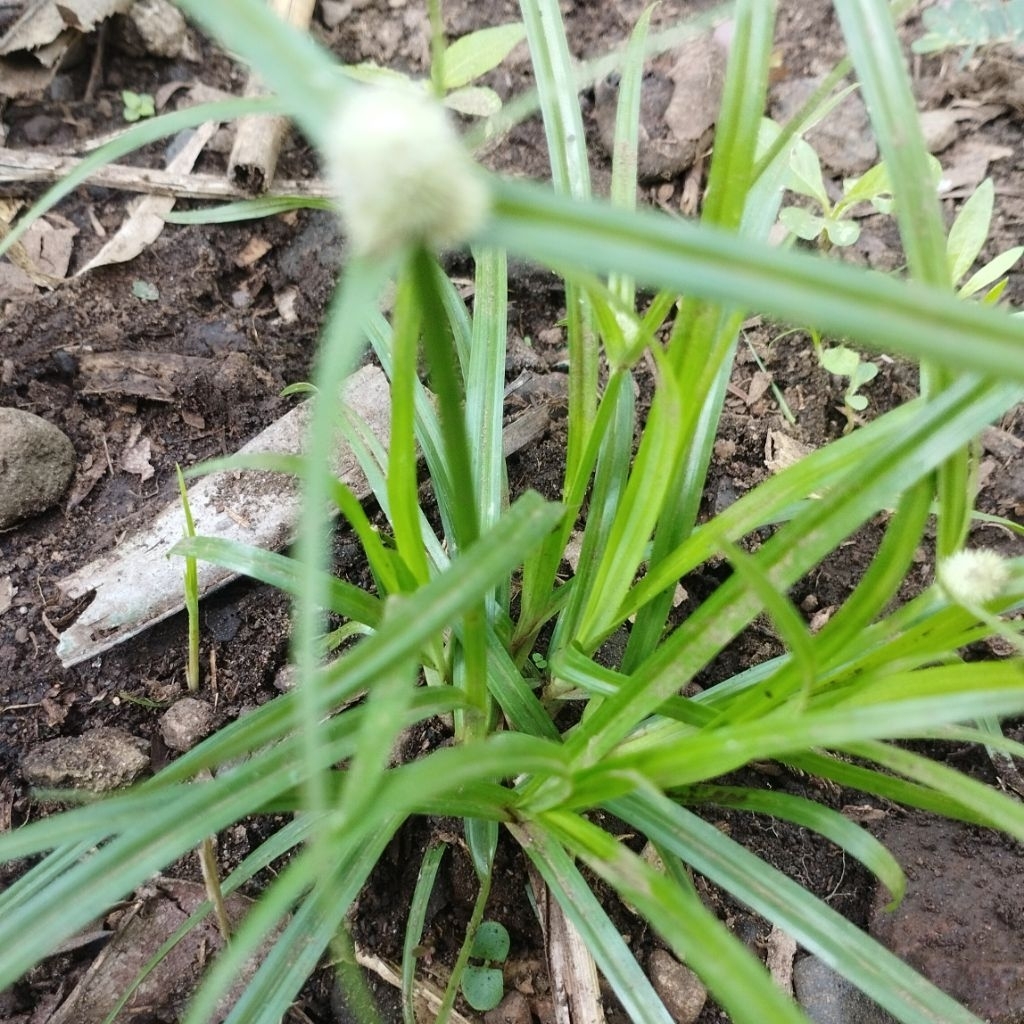 Jual RUMPUT TEKI SEGAR / SUKET TEKI 100 GRAM | Shopee Indonesia