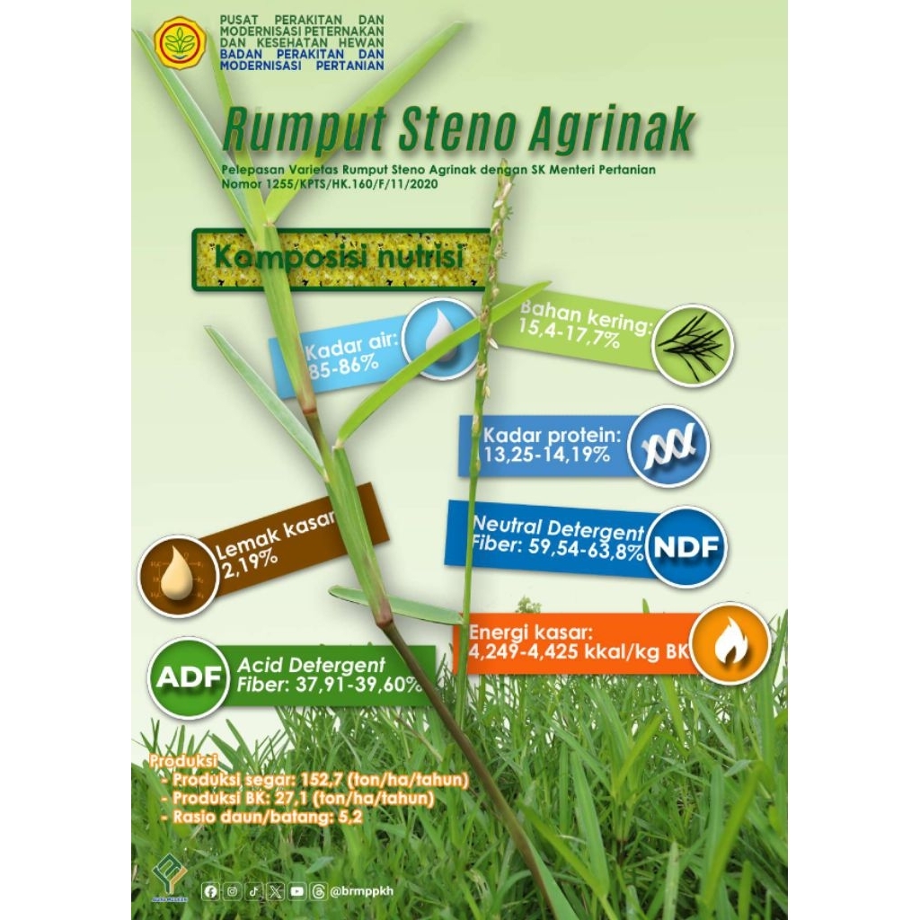 Jual rumput steno, stenotaphrum secundatum, rumput steno balitnak ...