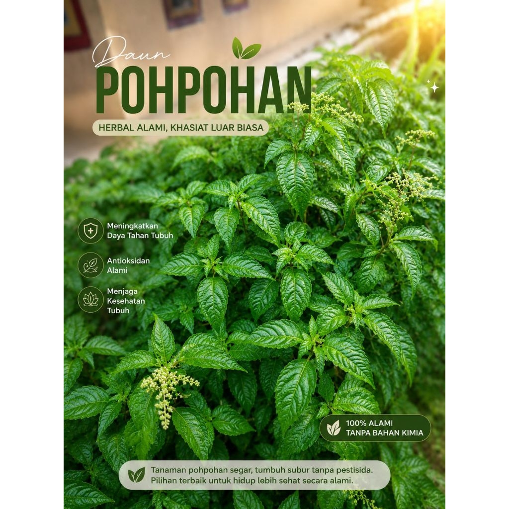 Jual Daun Pohpohan Lalapan Segar Mentah 1 ikat Khas Sunda | Shopee ...