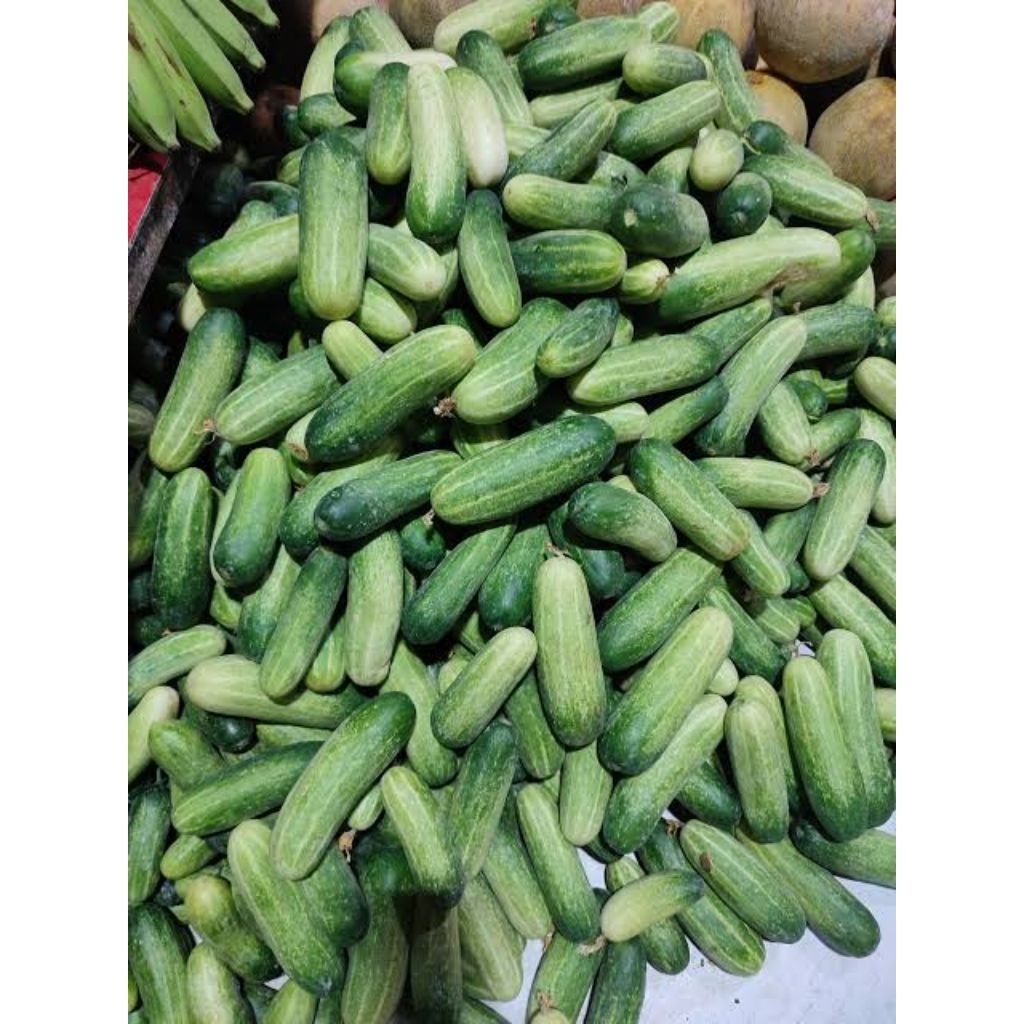 Jual Timun 1 Kg Terlengkap & Harga Terbaru Juli 2026 | Shopee Indonesia