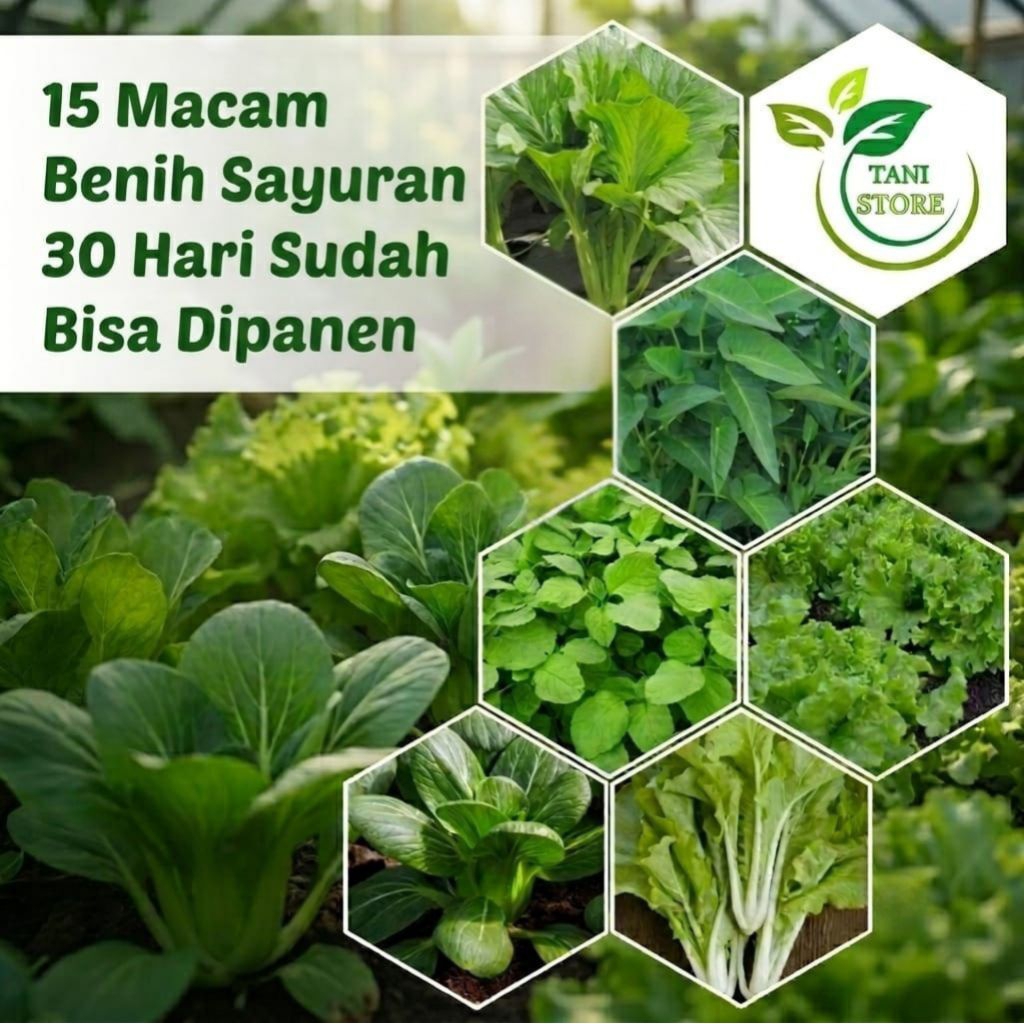 15 Macam Benih Bibit Sayur Sayuran 30 Hari Siap Panen_sawi_kangkung_bayam_pakcoy_selada_daun bawang_seledri