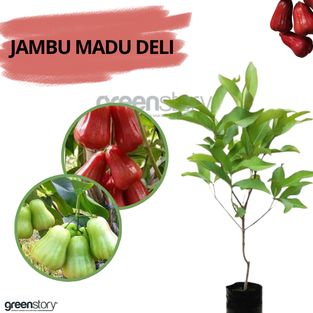 Bibit Jambu Madu Deli Sweet Pohon Pendek Gampang Berbuah