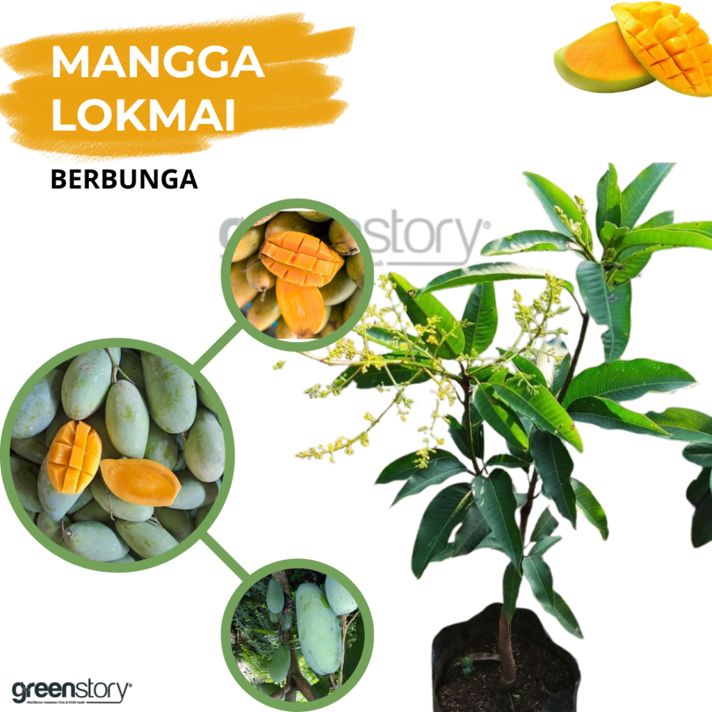 Bibit Mangga Lokmay berbunga / berbuah | Pohon Mangga Lokmai Thailand Tabulampot Buahnya manis segar tebal biji tipis