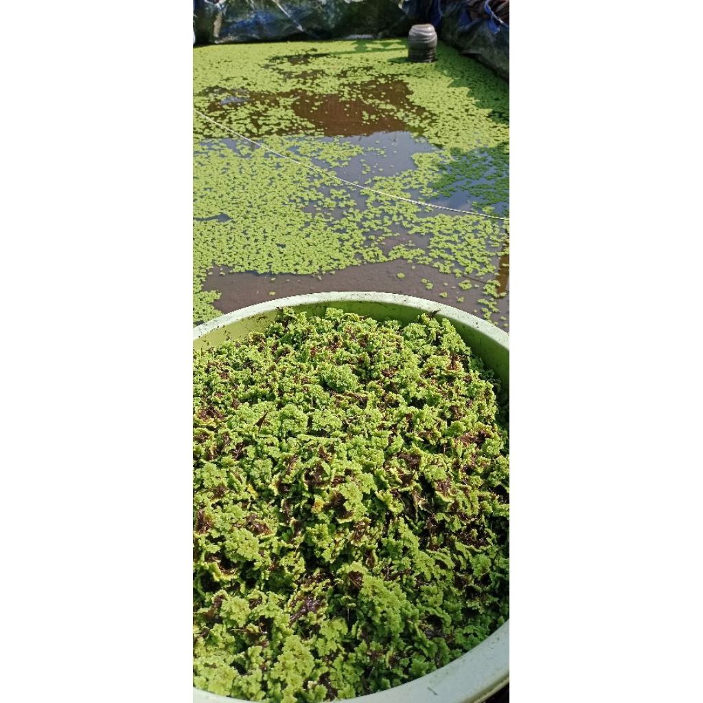 Produk Azolla Jawa timur99 | Shopee Indonesia