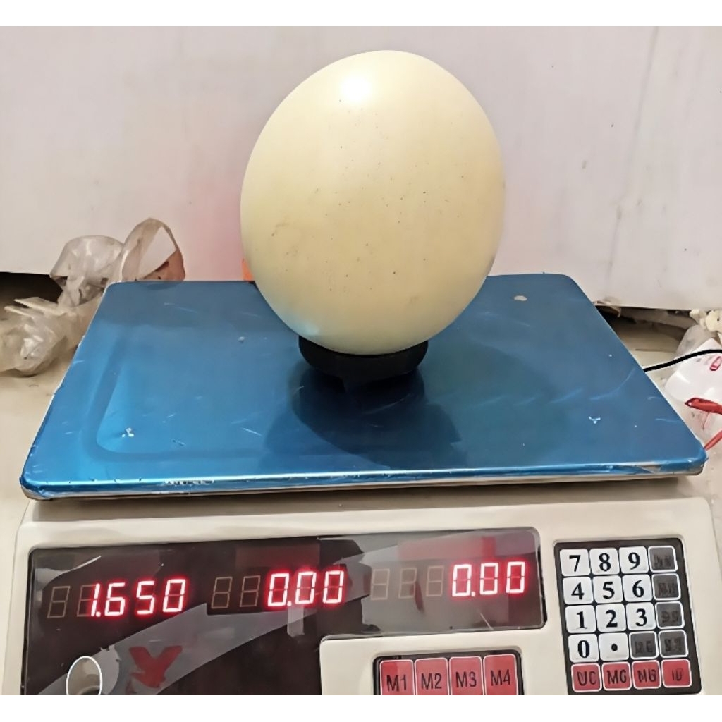 Jual Telur Burung Unta Terlengkap & Harga Terbaru Agustus 2026 | Shopee ...
