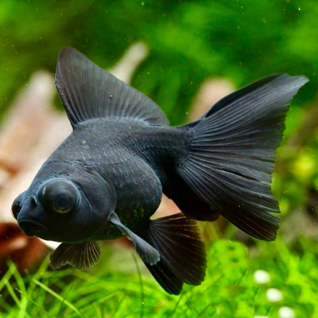 Produk Kiki_FISH | Shopee Indonesia
