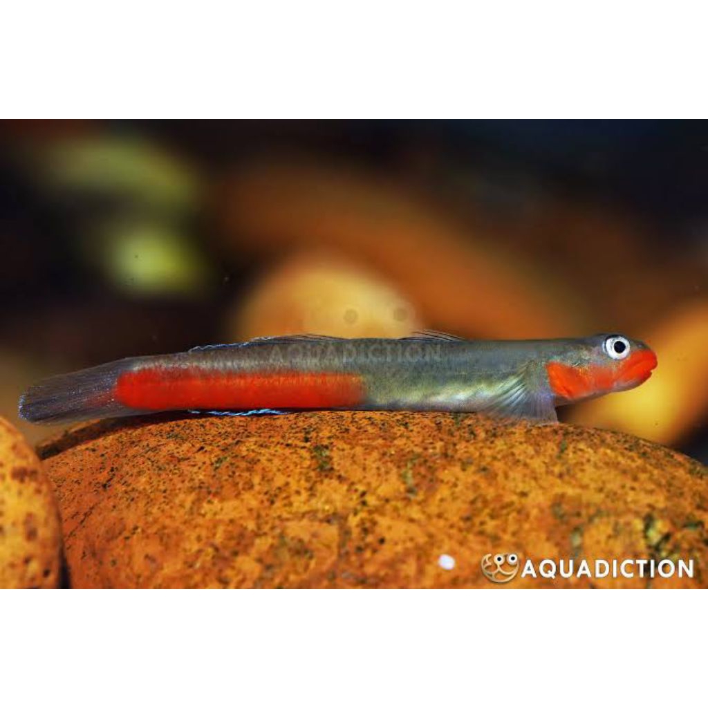 Jual Red Lips Goby | Shopee Indonesia