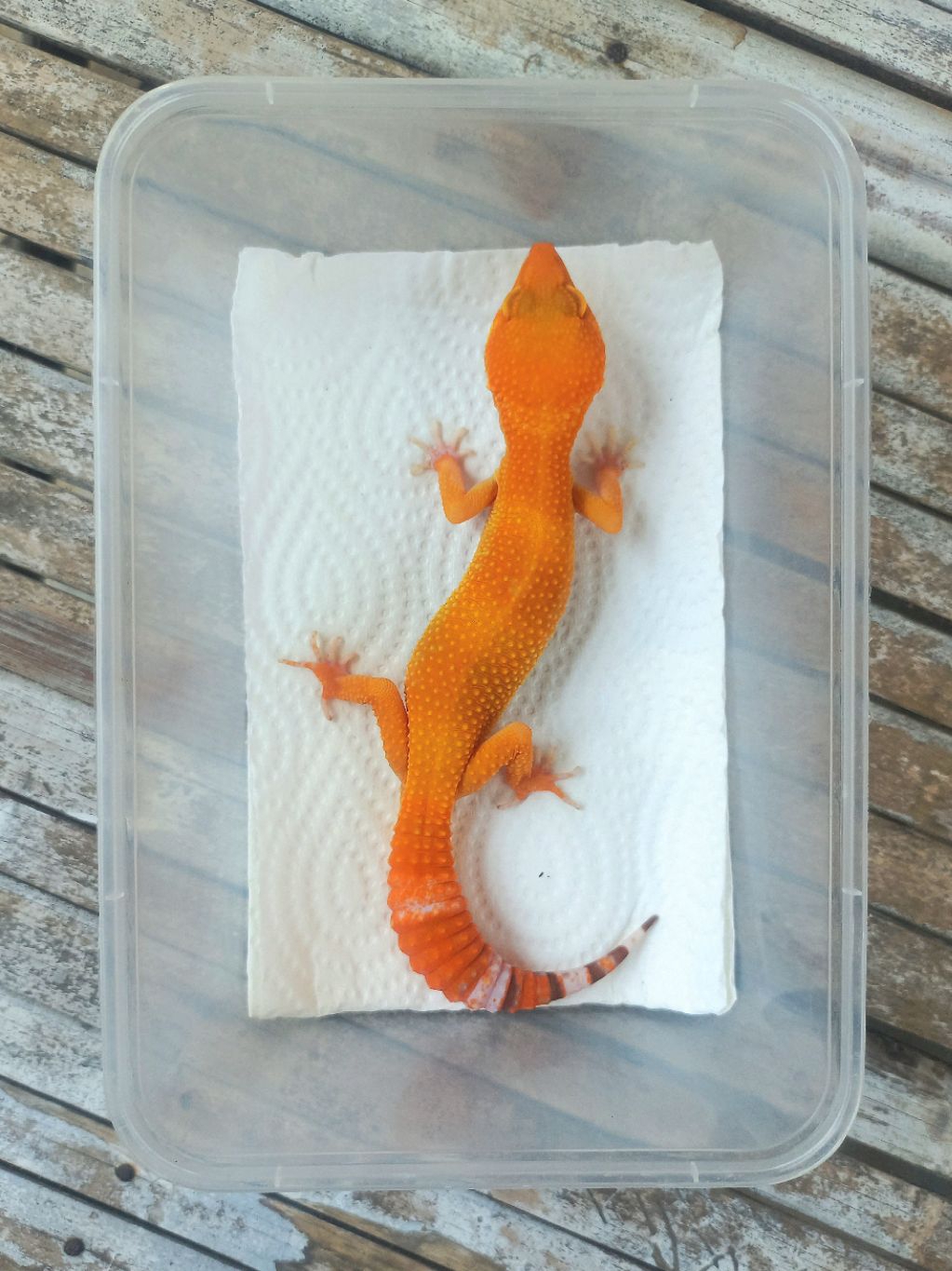 Jual MAINAN GECKO SUNGLOW MERAH ADULT SESUAI FOTO | Shopee Indonesia