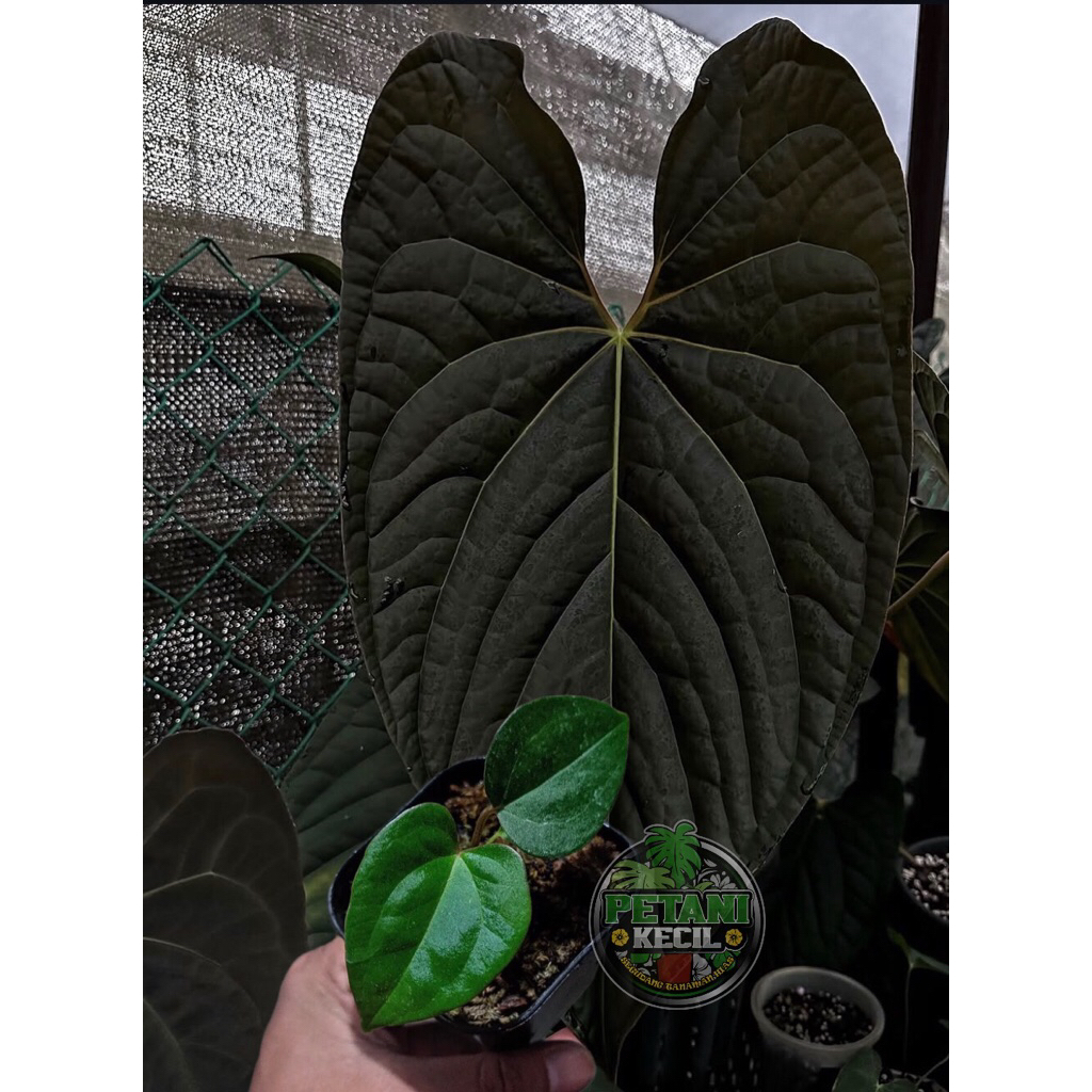 produkte mit aloe vera Badger Aloe Vera Gel main image 1