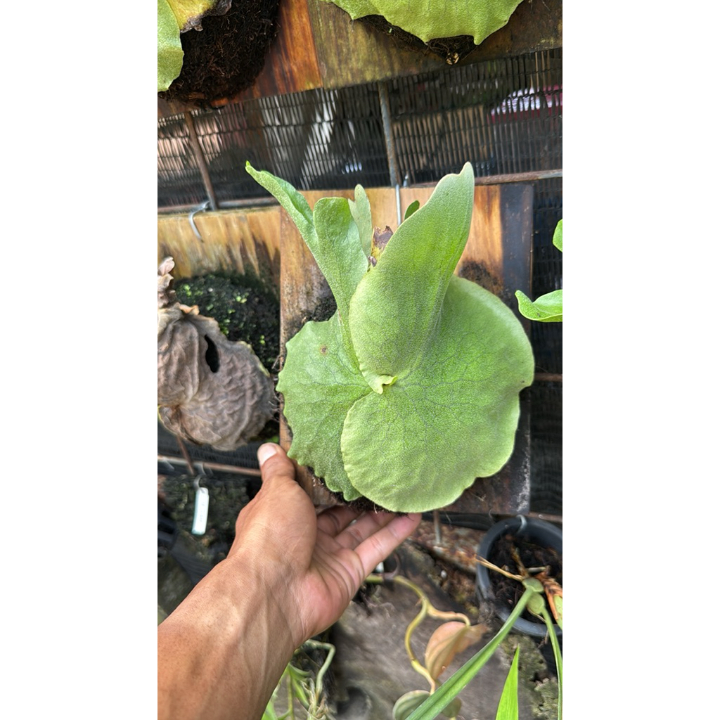 Jual platycerium grande atau tanduk rusa grande atau simbar menjangan ...