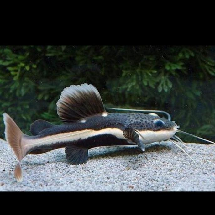 Jual Ikan RTC Red Tail Catfish 7-8 cm - Sehat Lincah & Makan Lancar ...