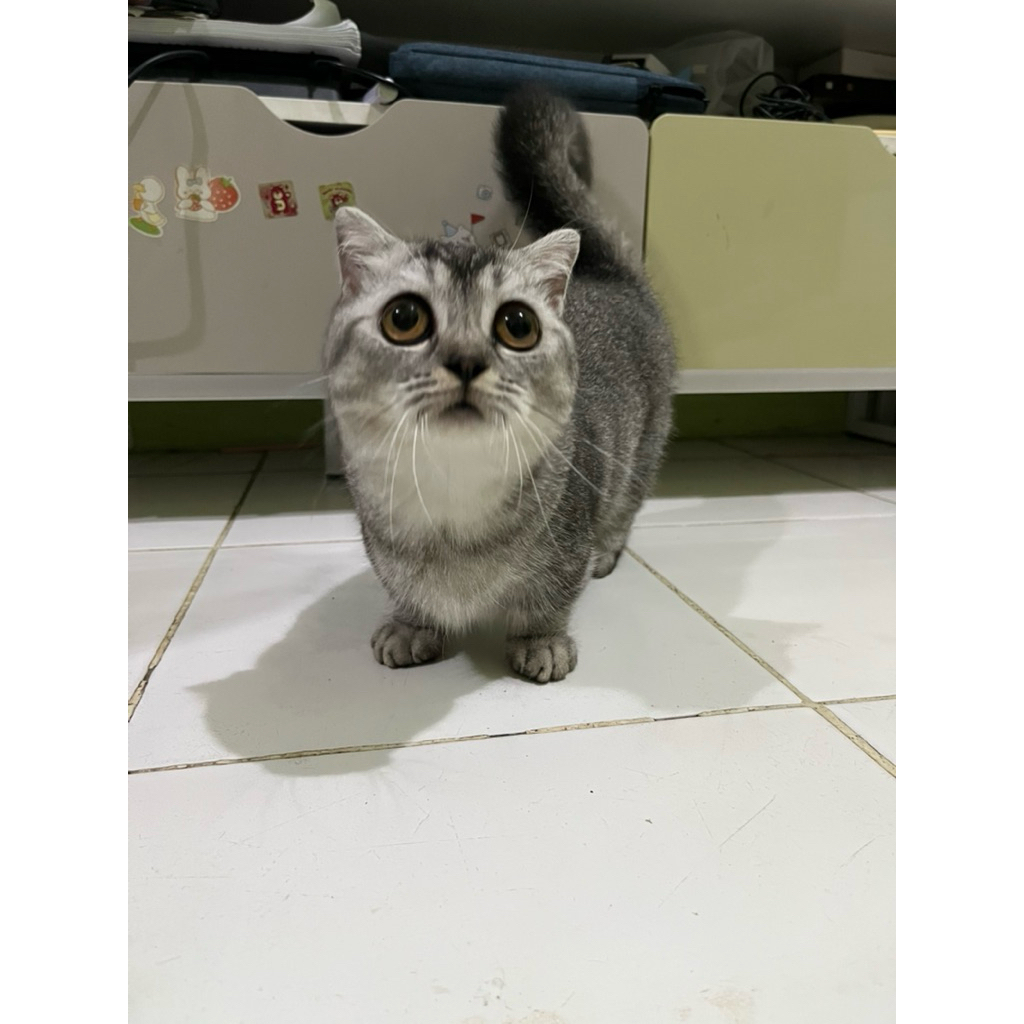 Jual Kucing Munchkin Harga Terbaru Juli 2026 | Shopee Indonesia