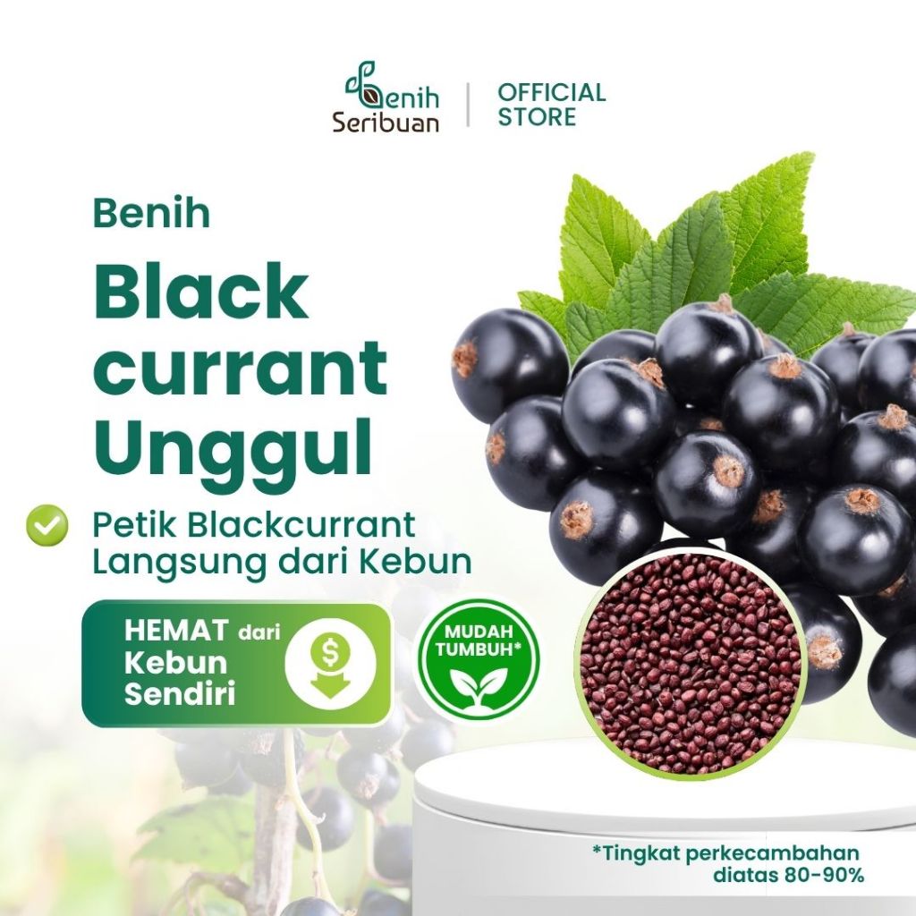 Jual Benih Seribuan - 5 Benih Buah Blackcurrant Premium Unggul | Shopee ...