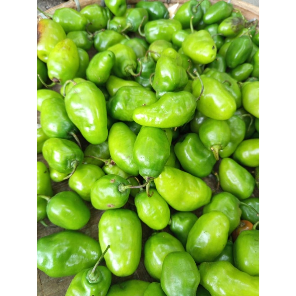 Jual Cabe Gendot Segar 500gr - Segar, Berkualitas, Siap Masak | Shopee ...