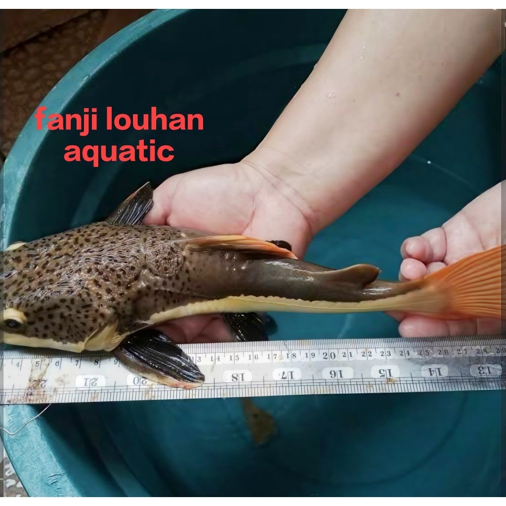Jual Ikan RTC Terlengkap & Harga Terbaru Juli 2026 | Shopee Indonesia