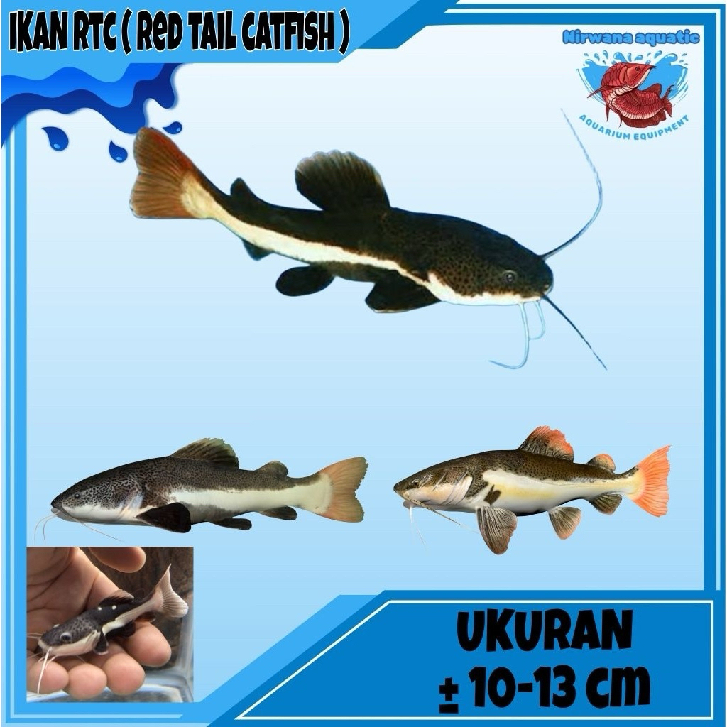 Jual Ikan RTC Terlengkap & Harga Terbaru Juli 2026 | Shopee Indonesia