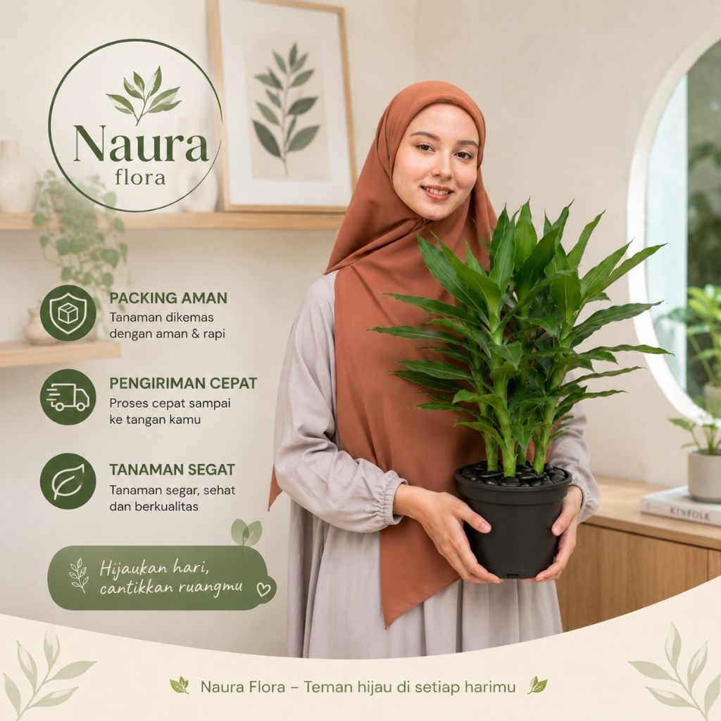 Tanaman hias srirejeki - pohon srirejeki keberuntungan