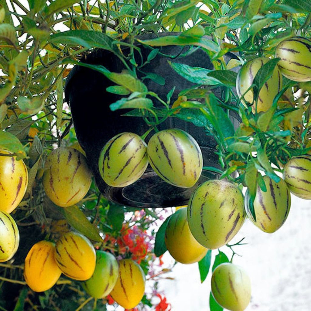 BIBIT BUAH PEPINO UNGU DAN KUNING CEPAT BERBUAH BIBIT UNGGUL