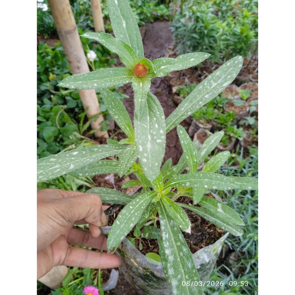 Jual gomphrena bunga kancing merah | Shopee Indonesia