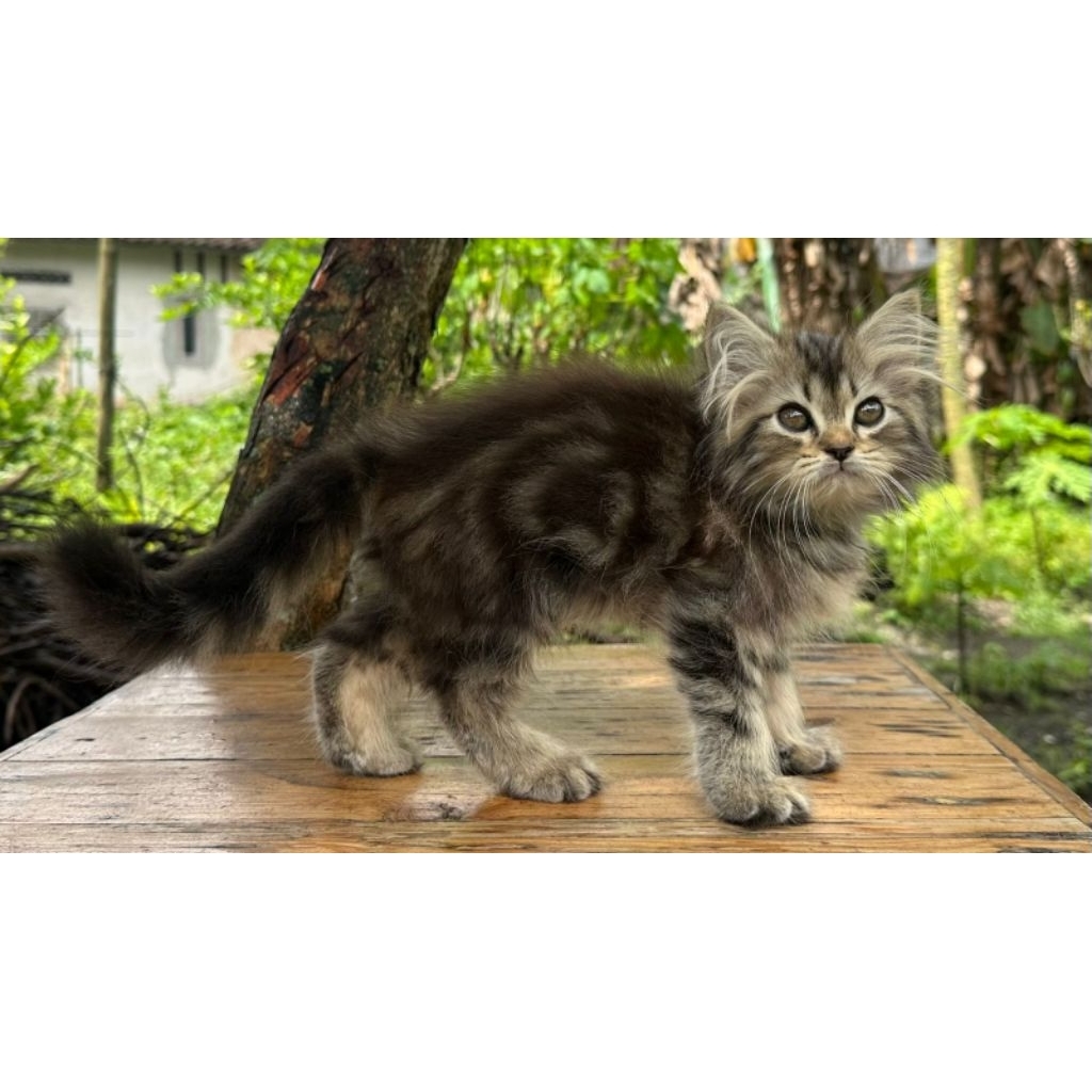 Jual KUCING PERSIA BETINA 2 BULAN BLACK MARBLE LUCU | Shopee Indonesia