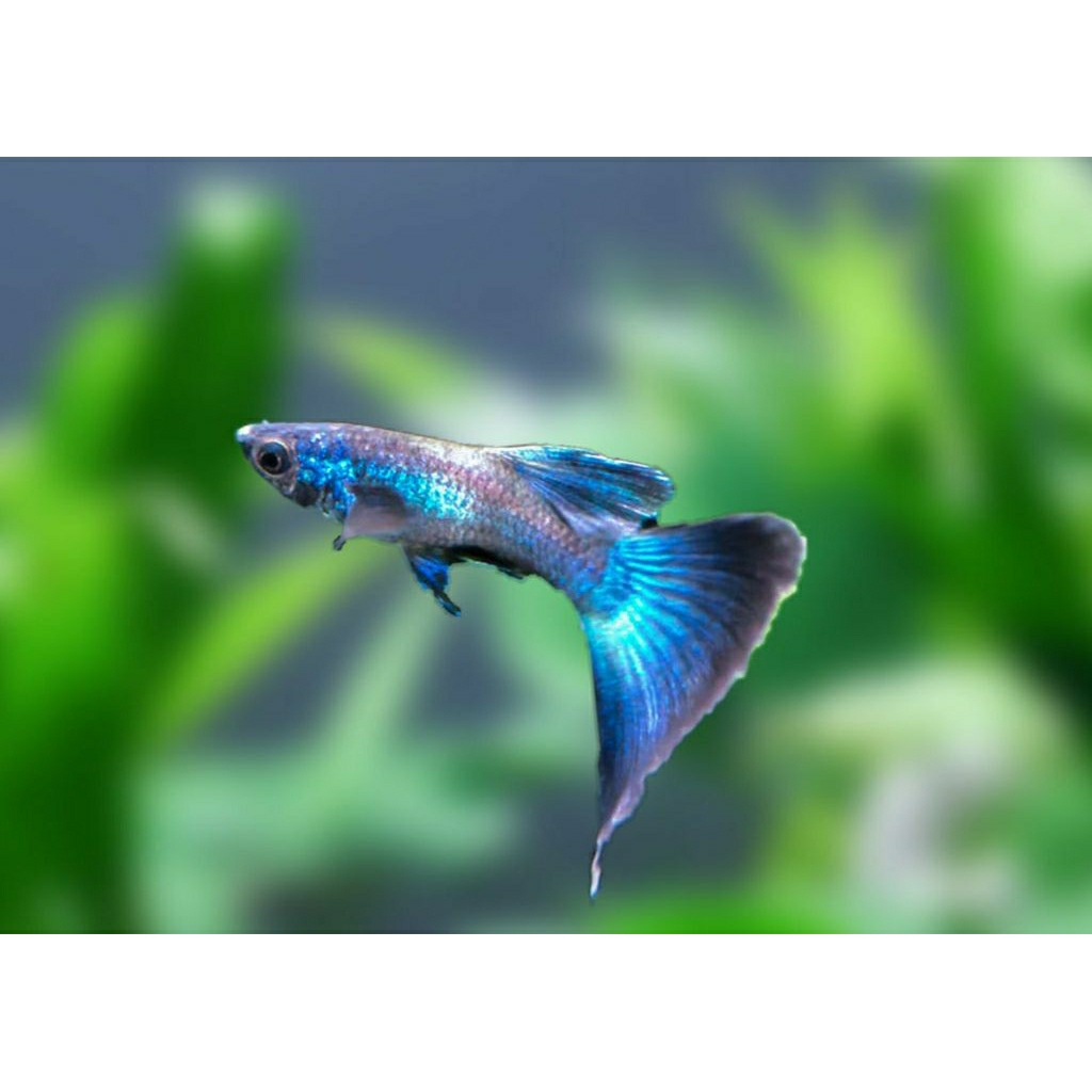 Jual PEWANGI Guppy Blue Moscow Ribbon FinC | Shopee Indonesia