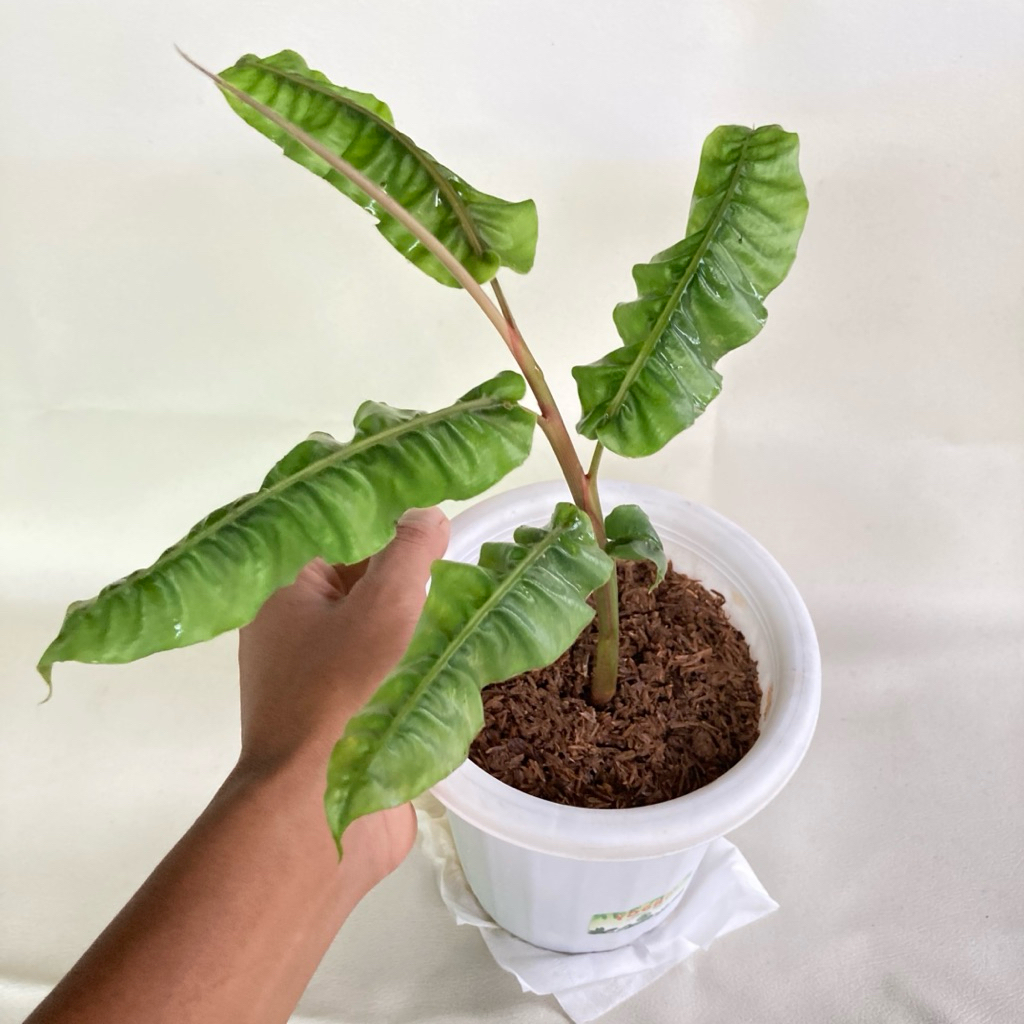 Jual Alpinia Rugosa “ Ginger / Tanaman Hias / Rareplant / Tanaman ...