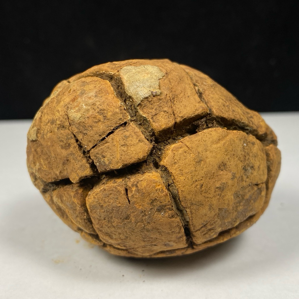 Jual 303Gr Natural Septarium Dragon stone Septarian Crystal Rough ...