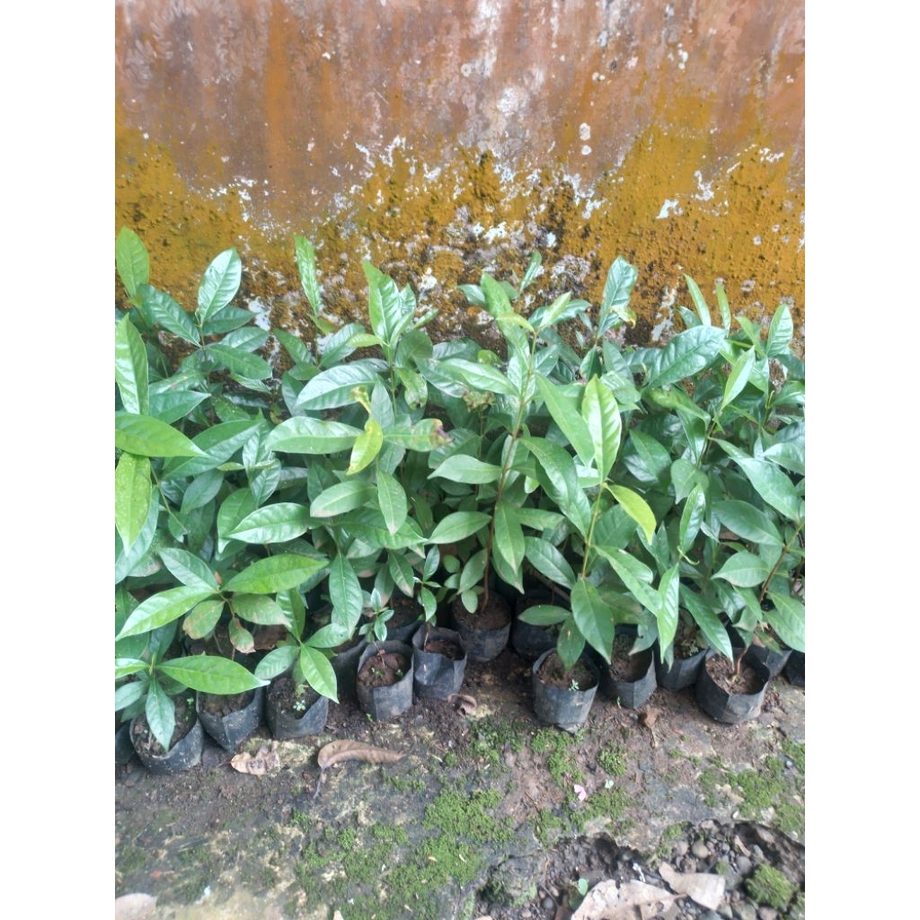 Bibit Pohon Daun Salam beli 5 Bonus 1