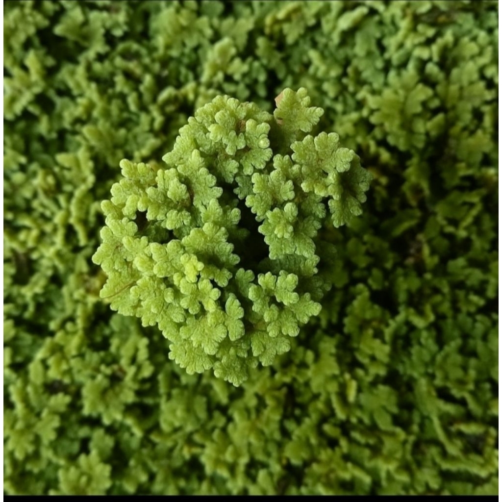 Produk Azolla farm Nganjuk | Shopee Indonesia