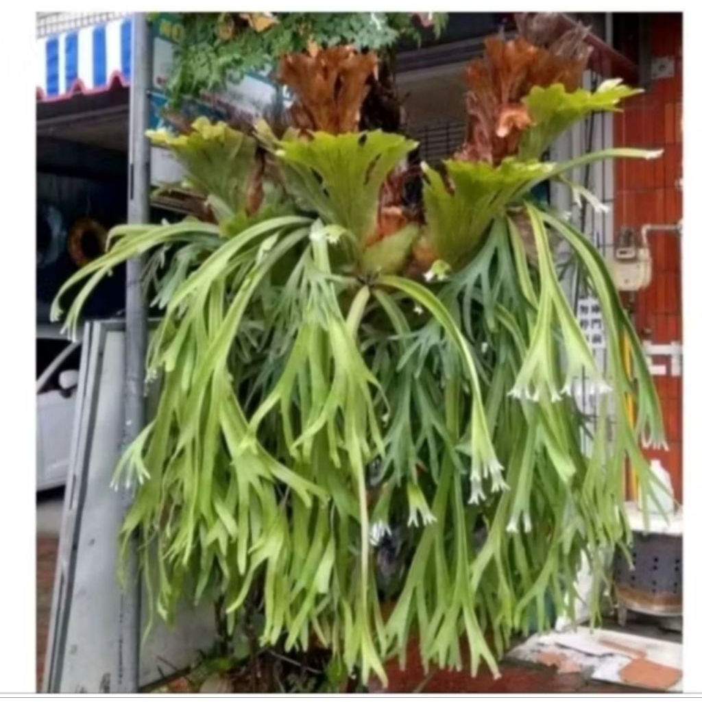 Jual Kadaka Uncal Terlengkap & Harga Terbaru Juni 2026 | Shopee Indonesia