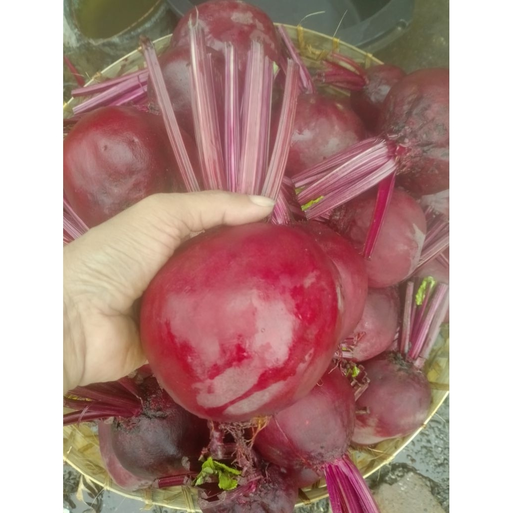 Jual buah bit beetroot 1kg buah sehat segar | Shopee Indonesia