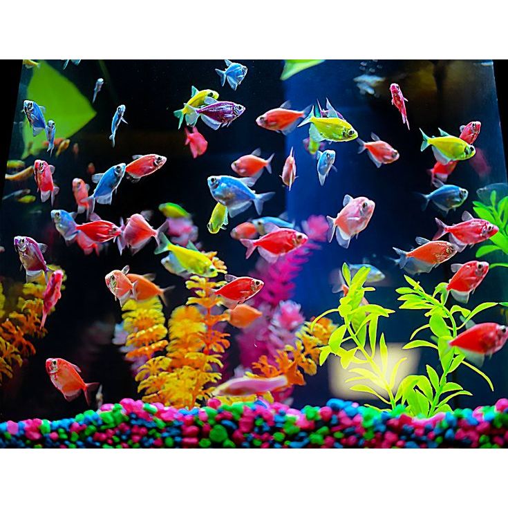 Jual Glofish Tetra Mix Color 15-30 Ekor – Ikan Hias Aquarium Glow ...