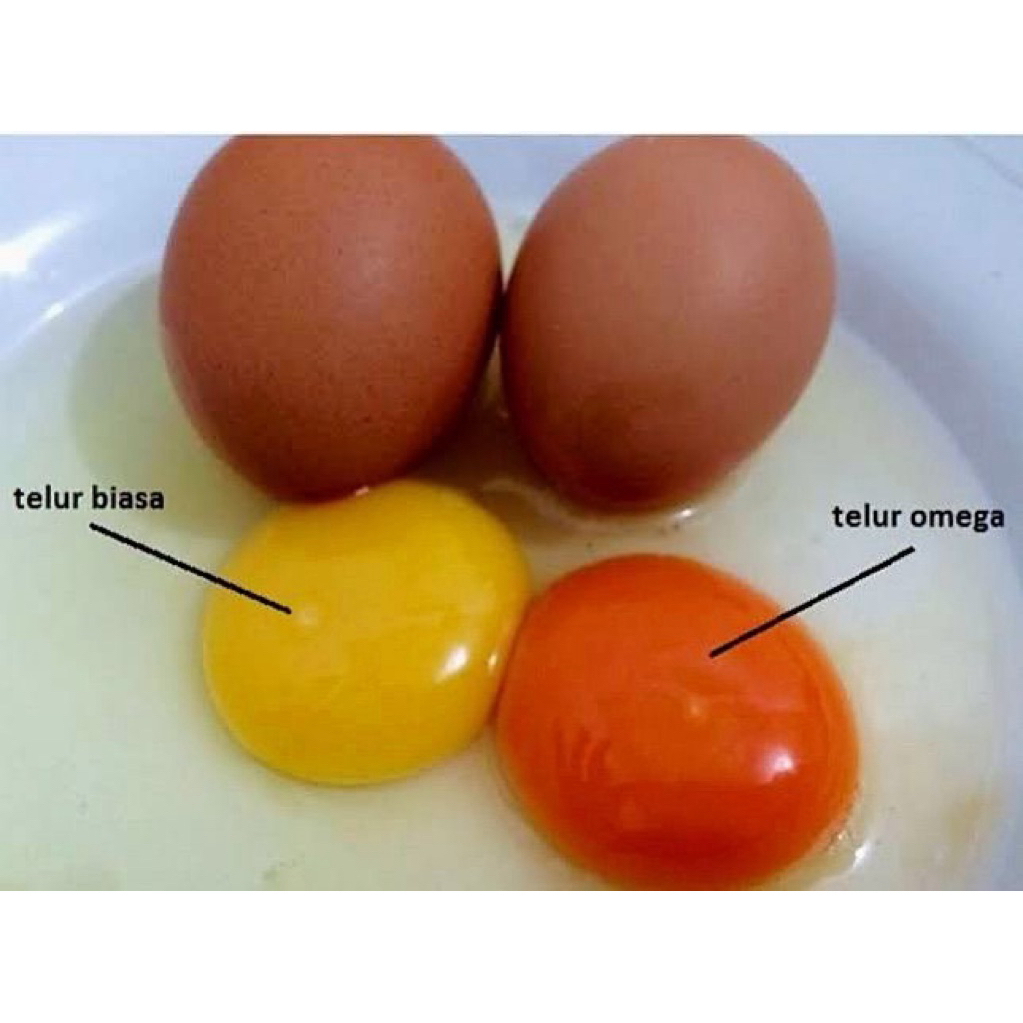 Jual 1 Rak Telur Isi Terlengkap & Harga Terbaru Agustus 2026 | Shopee ...
