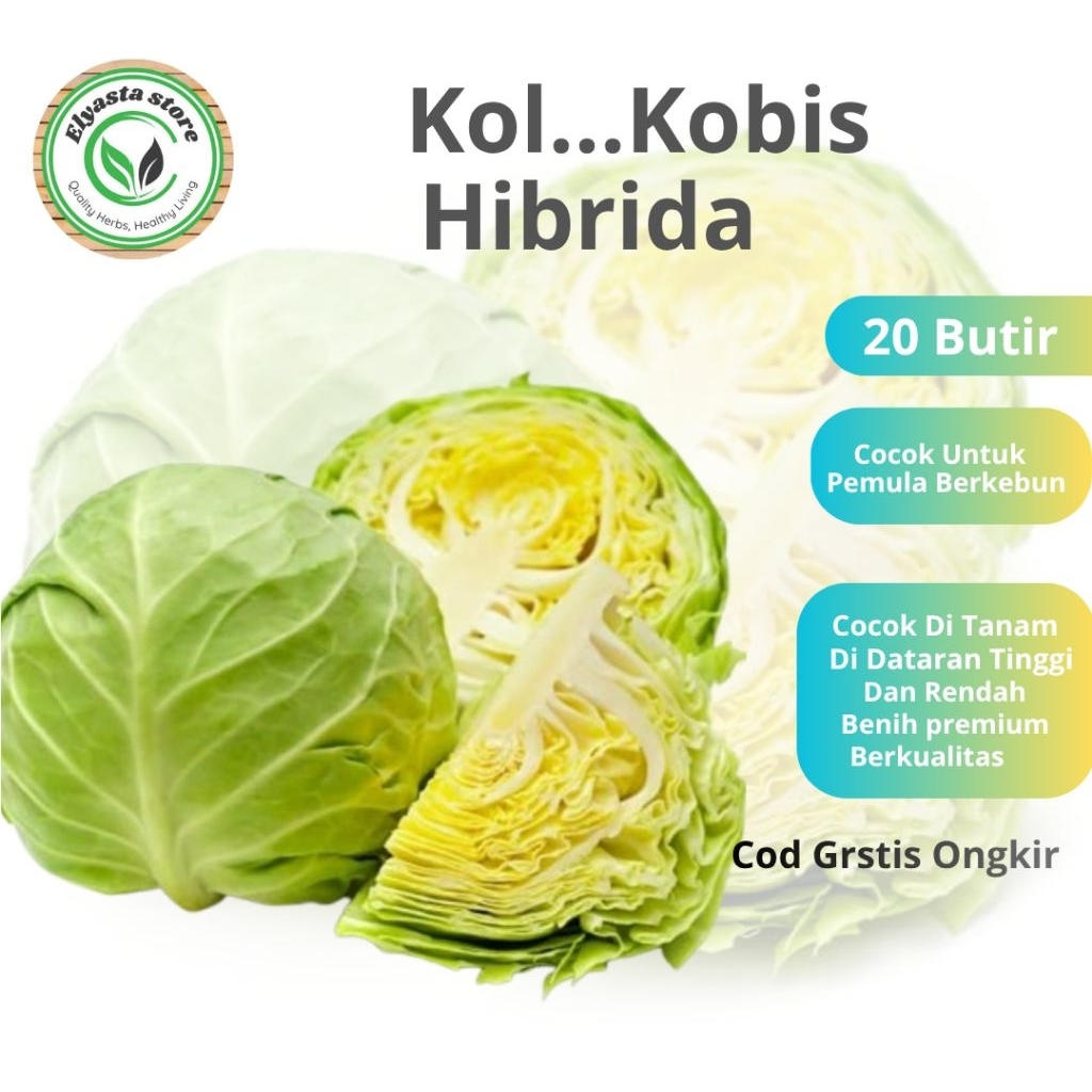 Bibit Biji Benih sayur Kobis  isi 20 butir