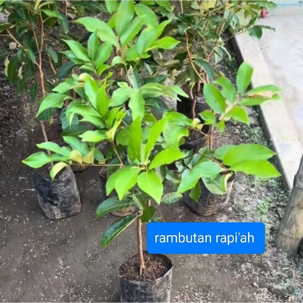 Jual bibit rambutan rapi'ah asli tinggi 50cm-65cm tanaman buah hasil ...
