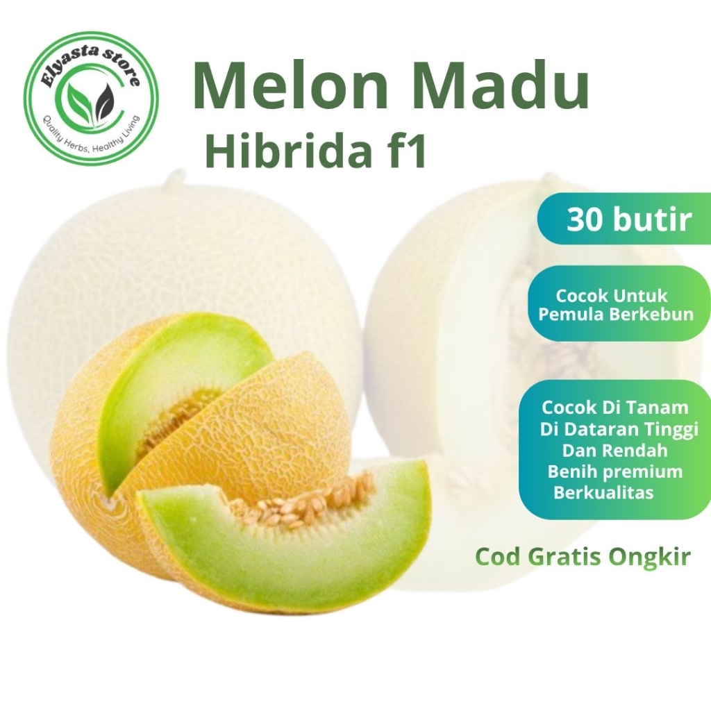 30 Butir Biji Benih Buah Melon Madu F1 Merah Manis