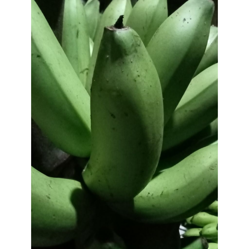 Jual Pisang Embuk/Gintung/Blitung | Shopee Indonesia