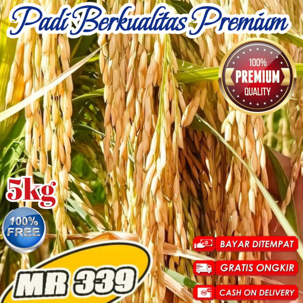 Jual Bibit Benih Padi MR 339 Unggul Kualitas Premium Bulir Padi Kuning ...