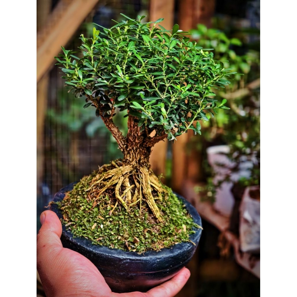 bambus bong Eco-Friendly Bamboo Bong – Natural Water Pipe main image 1
