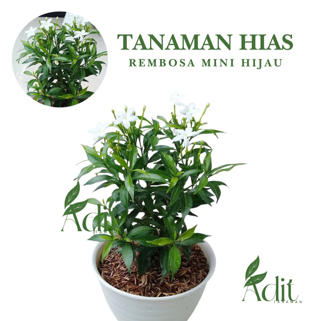 ( mp 5 ) Tanaman Hias Rembosa Mini Bunga Hias Rembusa Mini / Tanaman Hidup Bunga Melati China / Hiasan Taman Bunga Melati Rembusa Mini
