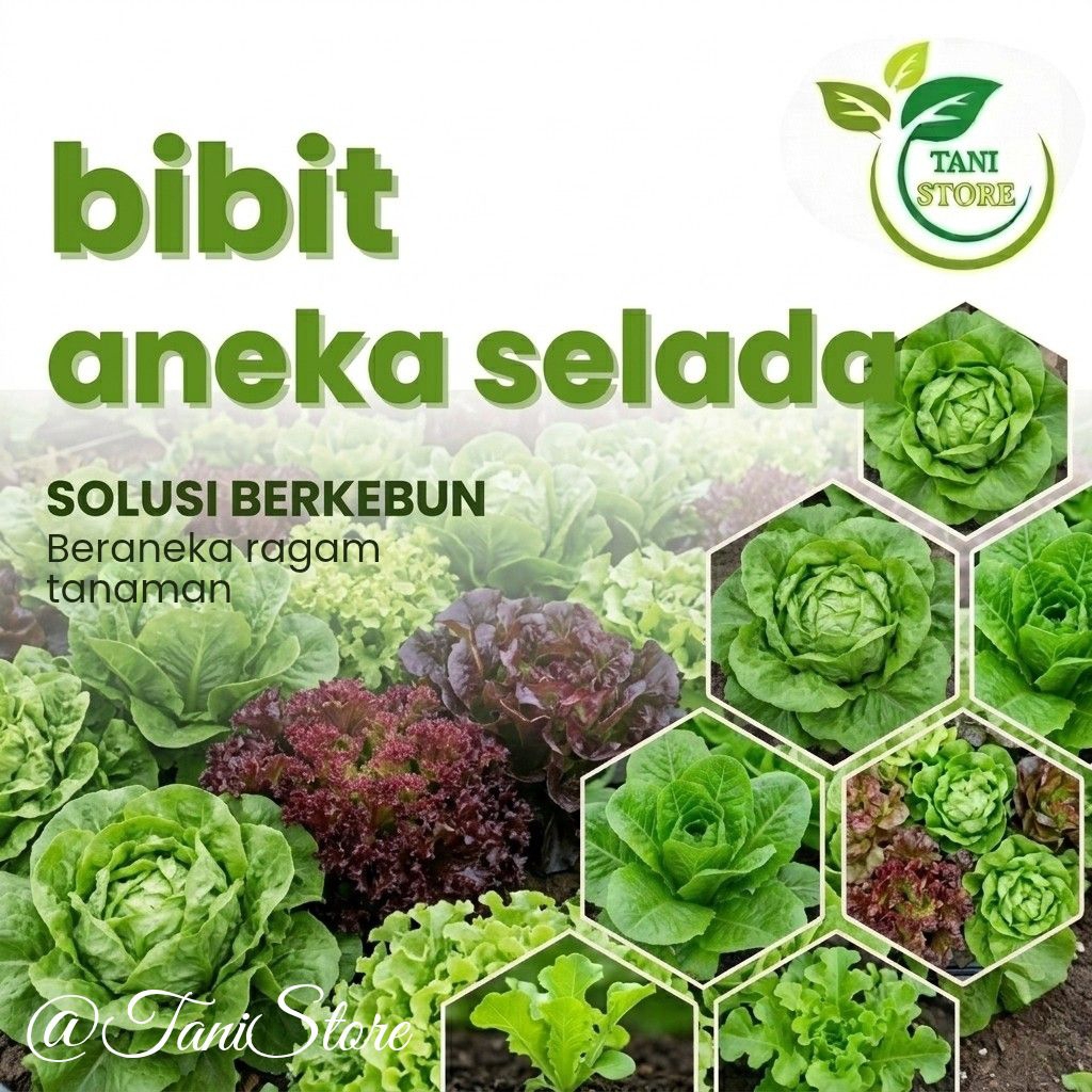 Bibit Benih Aneka Sayuran Selada Unggul Mudah Dibudidayakan_Sayuran tanaman_selada hijau_selada merah_selada krop_selada butterhead_selada siomak_selada romaine_dll